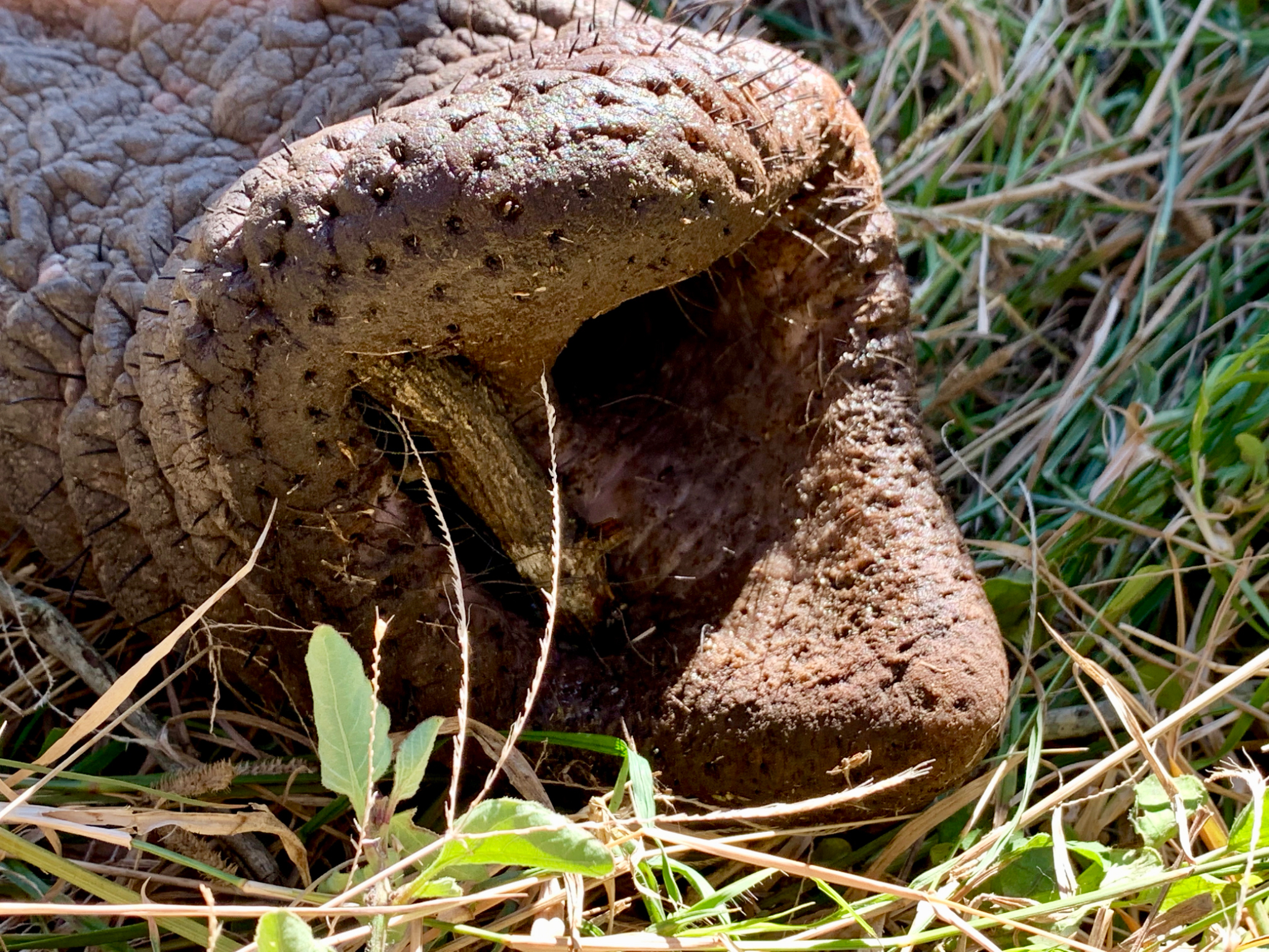 Elephant snout
